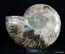 Inch Split Ammonite (Half) #2985-1